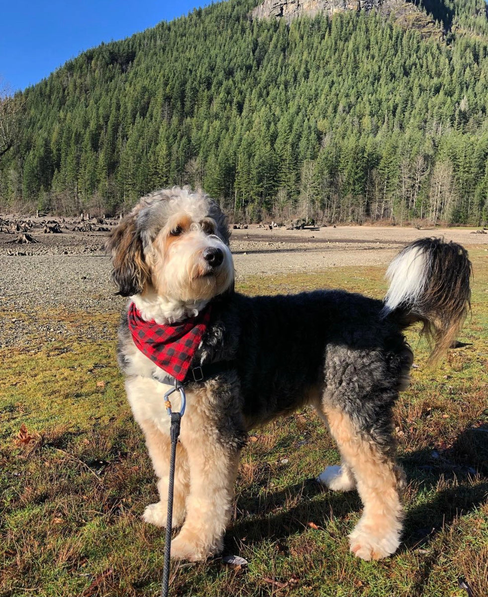 F1 Standard Bernedoodle – PacificDoodles