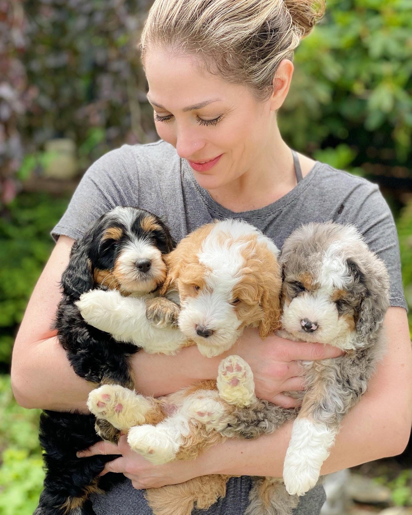 Aussie Labradoodle Baby Australian Labradoodle Australian