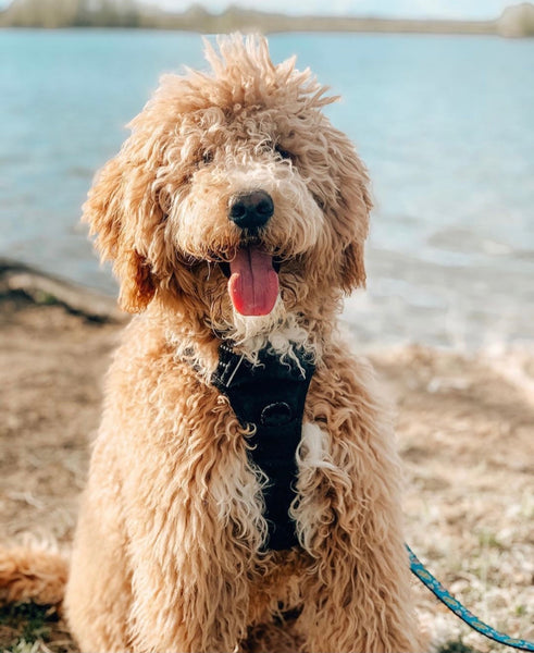 Blonde All About Bernedoodles F1b Standard Bernedoodle