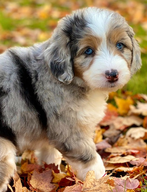 F1 Standard Aussiedoodle Puppies – PacificDoodles